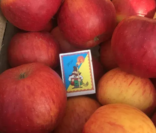 Яблоки различных сортов для сока и переработки - фото № 1