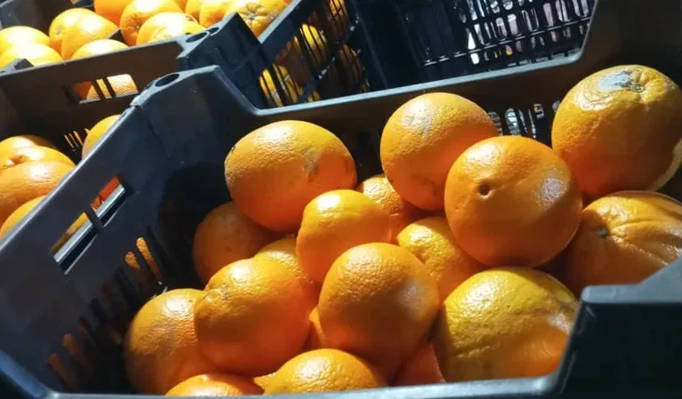 Апельсин, грейфрукт, свіжі фрукти - фото № 1