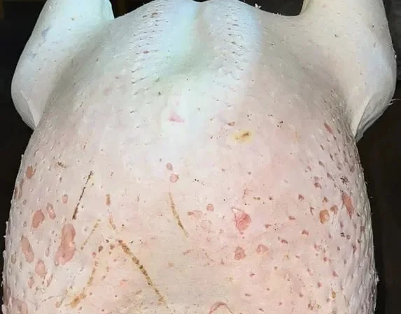 Тушка індика, козлика, індокачки, півня. - фото № 1