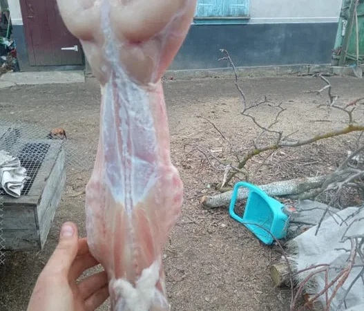 Продам тушки кролика також живі - фото № 1