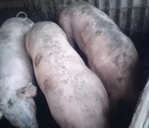 Свиньи живым весом, крупные, мясные породы - фото № 1