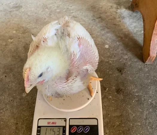 Бройлер живым весом подрощенный - фото № 1