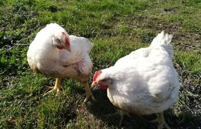 Бройлер живой вес - фото № 1