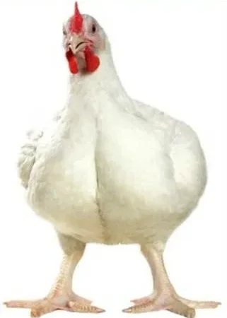 Бройлер Живым Весом - фото № 1