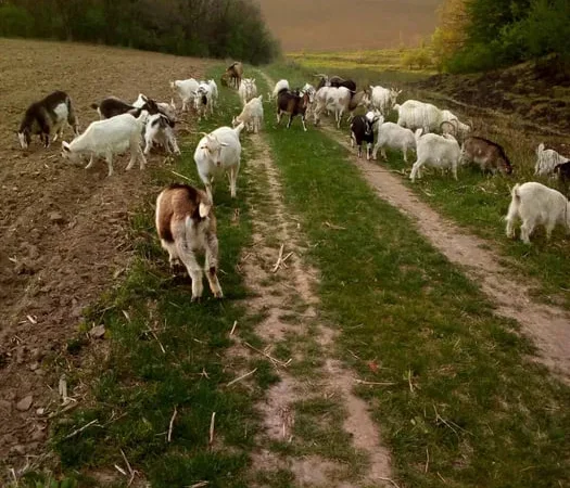 Продаж домашніх кіз жива вага - фото № 1