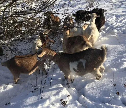 Кози та козли живою вагою - фото № 1