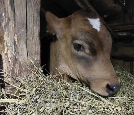 Продам ВРХ з господарства живою вагою - фото № 1