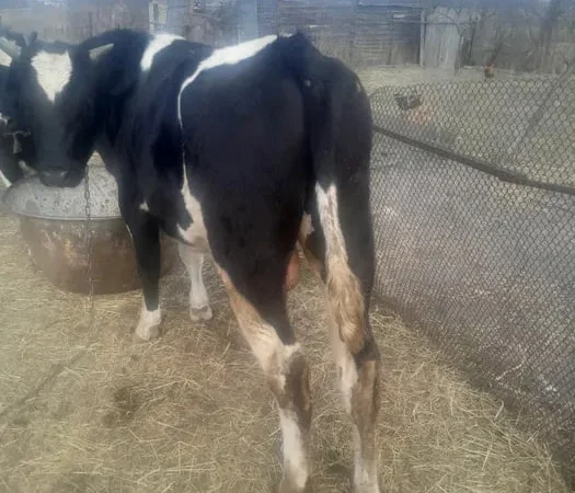 Бичок продам живою вагою 120 гр.кг. - фото № 1