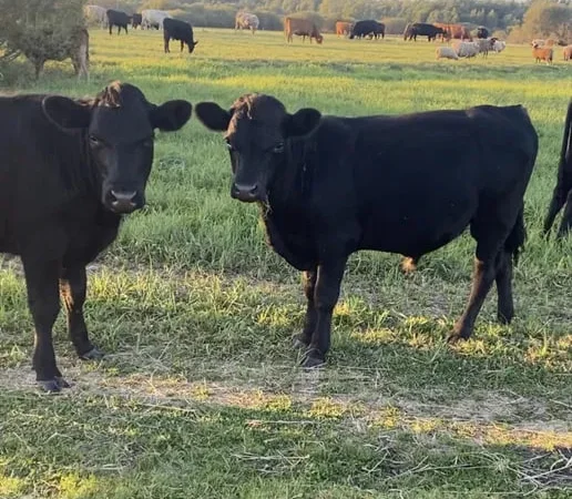 Продам бички мʼясної породи жива вага - фото № 1