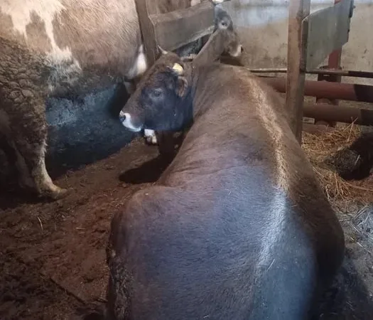 Продам бичків жива вага - фото № 1