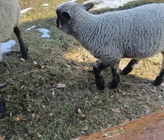 Продам вівці породи Суффолк жива вага - фото № 1