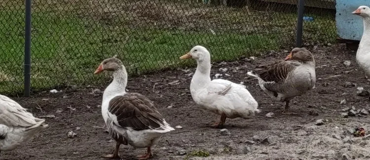 Продам гусей молоді жива вага - фото № 1