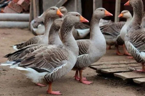 Гуси живою вагою - фото № 1
