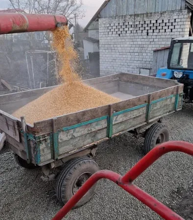 Кукурудза суха та чиста кормова - фото № 1