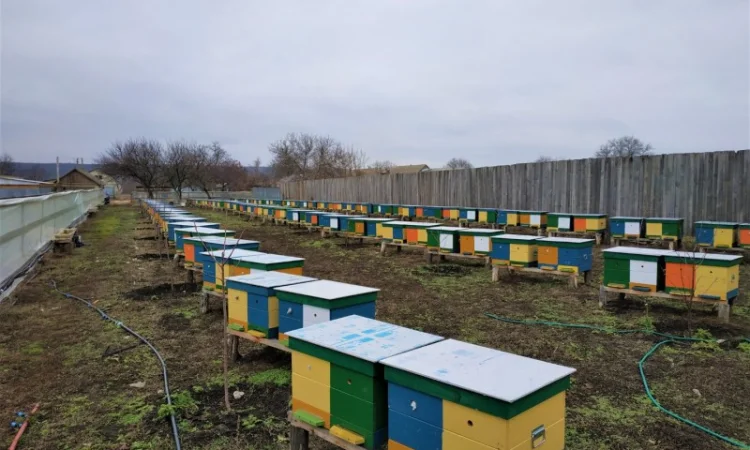 Пропонуються бджолопакети 3+1 та 4 рамки - фото № 1