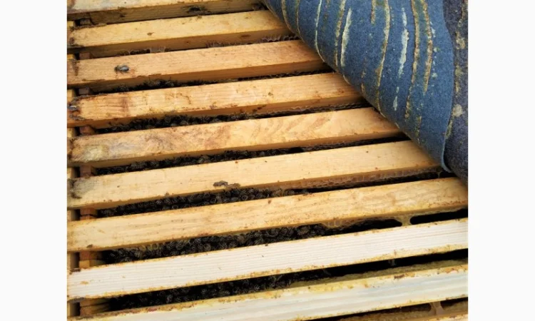 Пропонуються бджолопакети 3+1 та 4 рамки - фото № 3