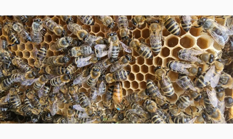 Продаються бджолопакети на 4 рамки - фото № 1