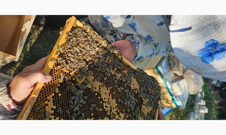 Продаються бджолопакети на 4 рамки - фото № 2