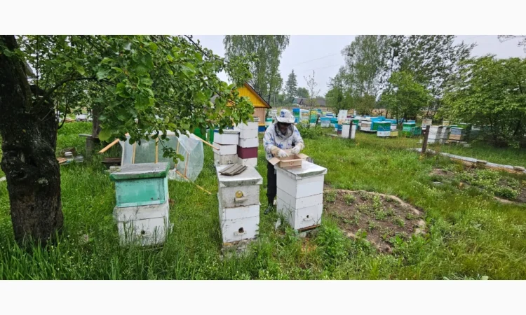 Продаються бджолопакети на 4 рамки - фото № 4