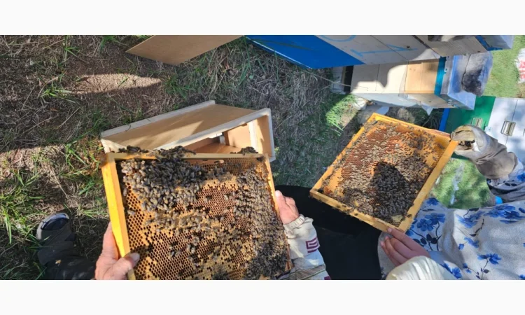 Продаються бджолопакети на 4 рамки - фото № 5