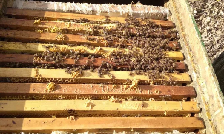 Продаются бджолопакеты - фото № 1