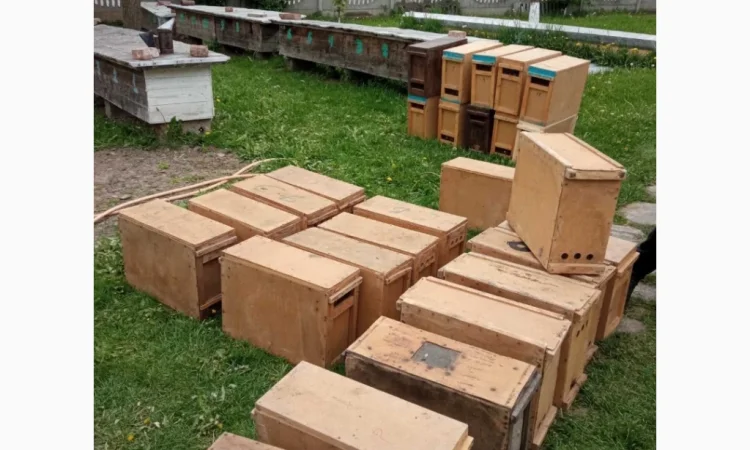 Пропонуються бжолопакети породи Карпатка - фото № 1