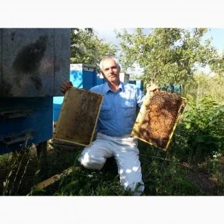 Продаются бджолопакеты - фото № 1