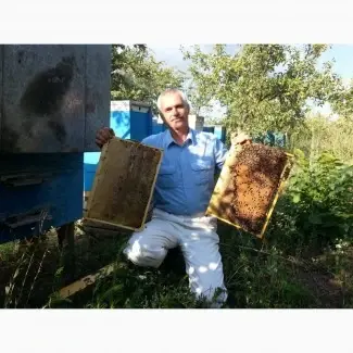 Продам бджолопакети - фото № 1