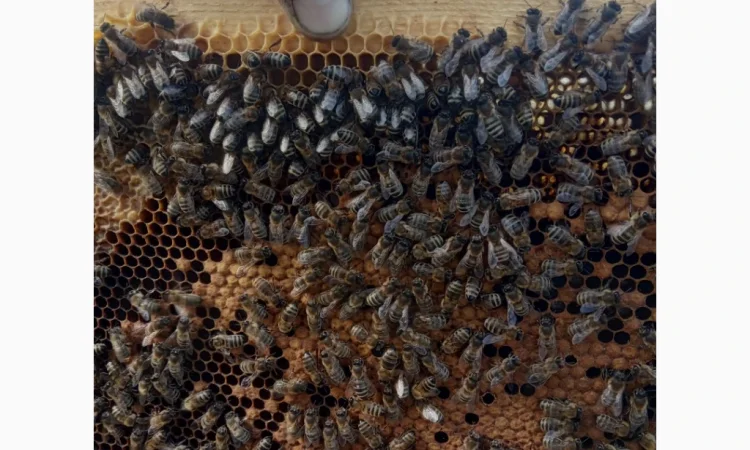 Куплю бджолопакети на конец апреля - начало мая по цене от 1000 до 1300 грн - фото № 1