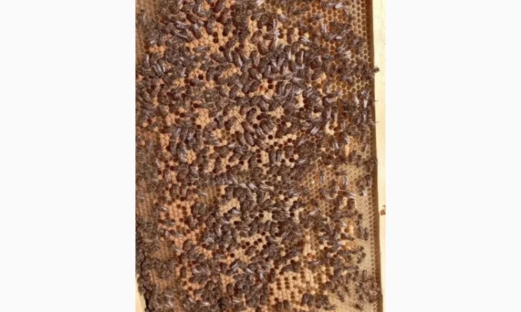 Продаються бджолопакети в Любашівці - фото № 1