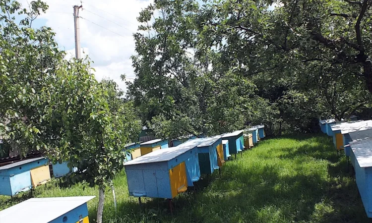 Продаються бджолопакети з 4 рамками розплоду - фото № 1