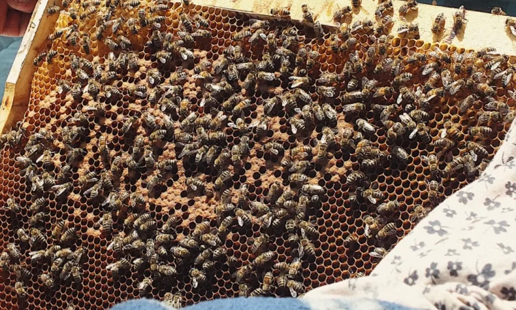 Продаються бджолопакети з 4 рамками розплоду - фото № 2