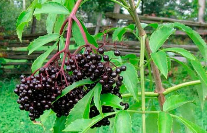 Пропонується бузина шнек, оригінал в мішку - фото № 1