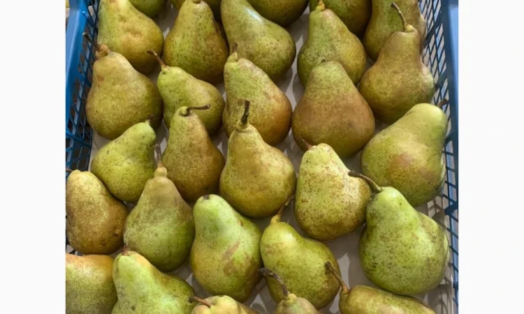 Продается груша сорта Рикс - фото № 1