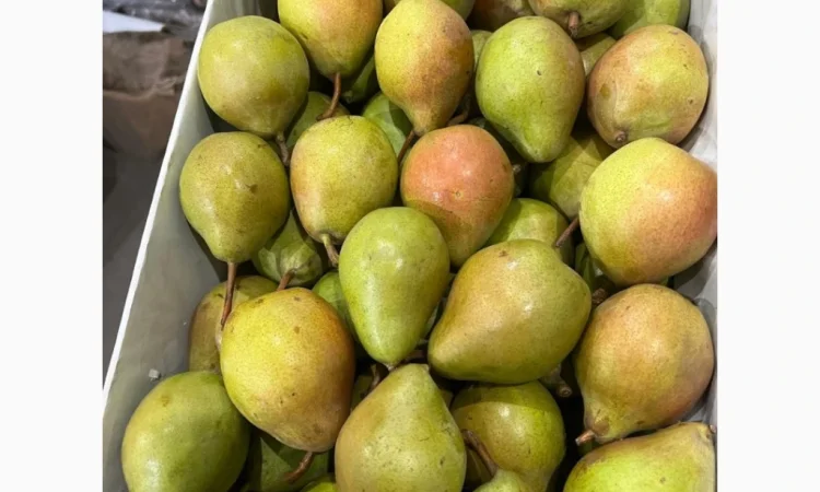 Продается груша сорта Рикс - фото № 2