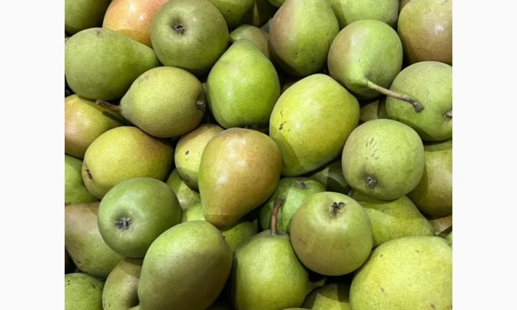 Продается груша сорта Рикс - фото № 3