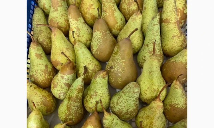 Продается груша сорта Рикс - фото № 4