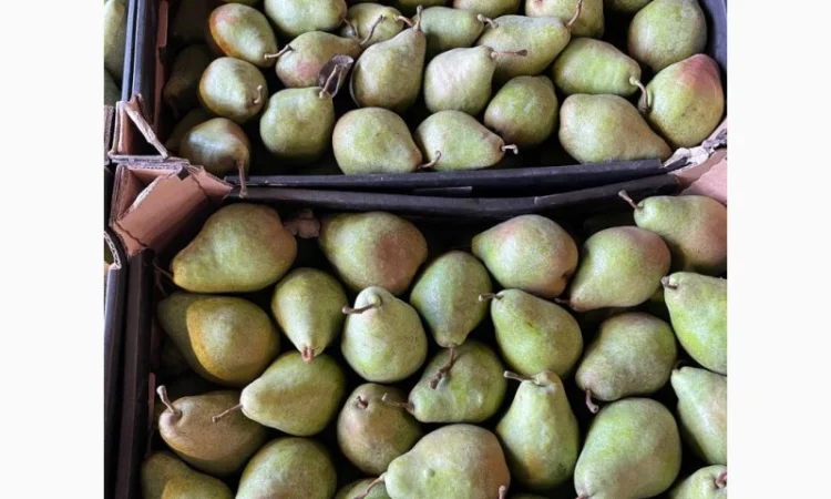 Продажа груш оптом от 1 до 10 тонн - фото № 1
