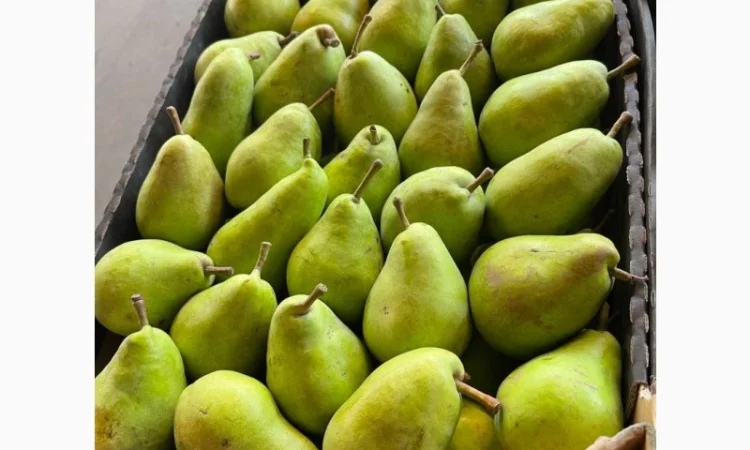 Продажа груш оптом от 1 до 10 тонн - фото № 2