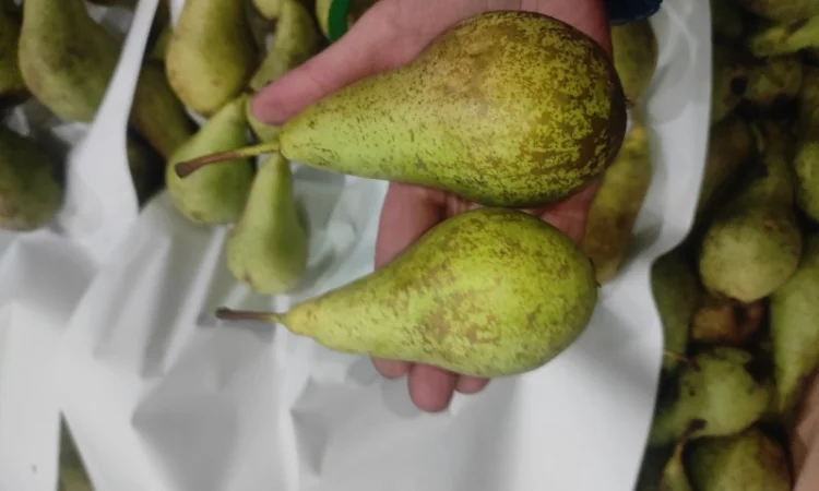 Продается груша сорта Конференция - фото № 1