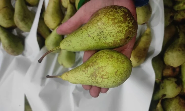 Продается груша сорта Конференция - фото № 2