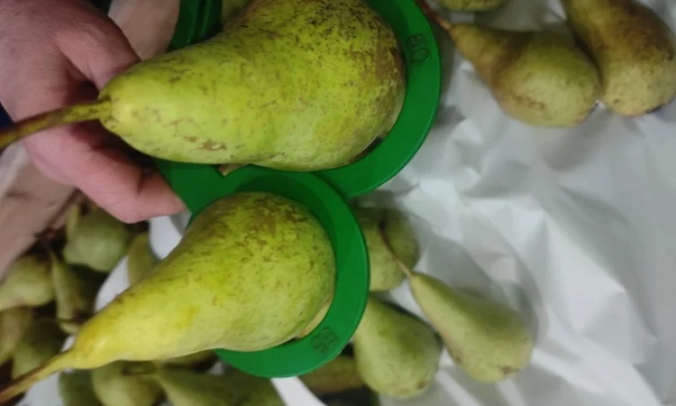 Продается груша сорта Конференция - фото № 3