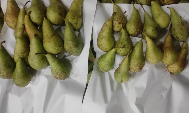 Продается груша сорта Конференция - фото № 4