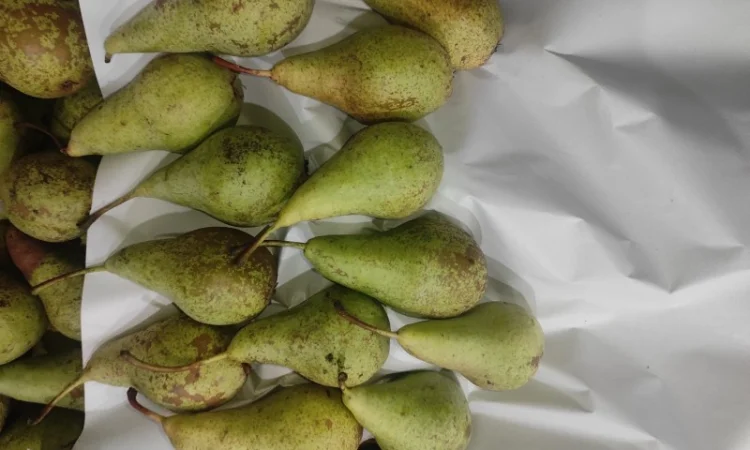 Продается груша сорта Конференция - фото № 5