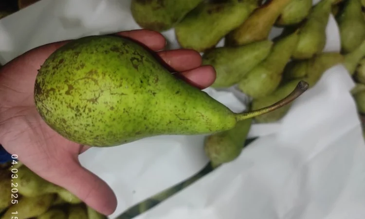 Продается груша сорта Конференция - фото № 6