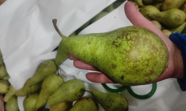 Продается груша сорта Конференция - фото № 7