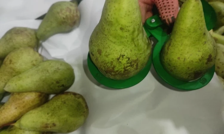 Продается груша сорта Конференция - фото № 8