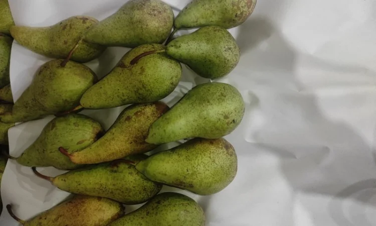 Продается груша сорта Конференция - фото № 9