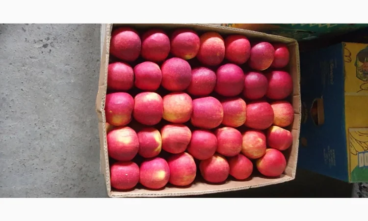 Пропонуються яблука високої якості - фото № 1