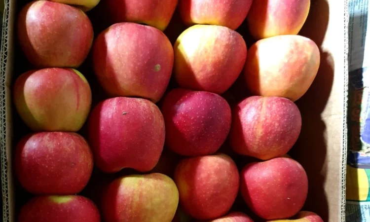 Пропонуються яблука високої якості - фото № 2